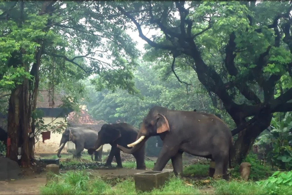 Anakkotta_Elephant_camp